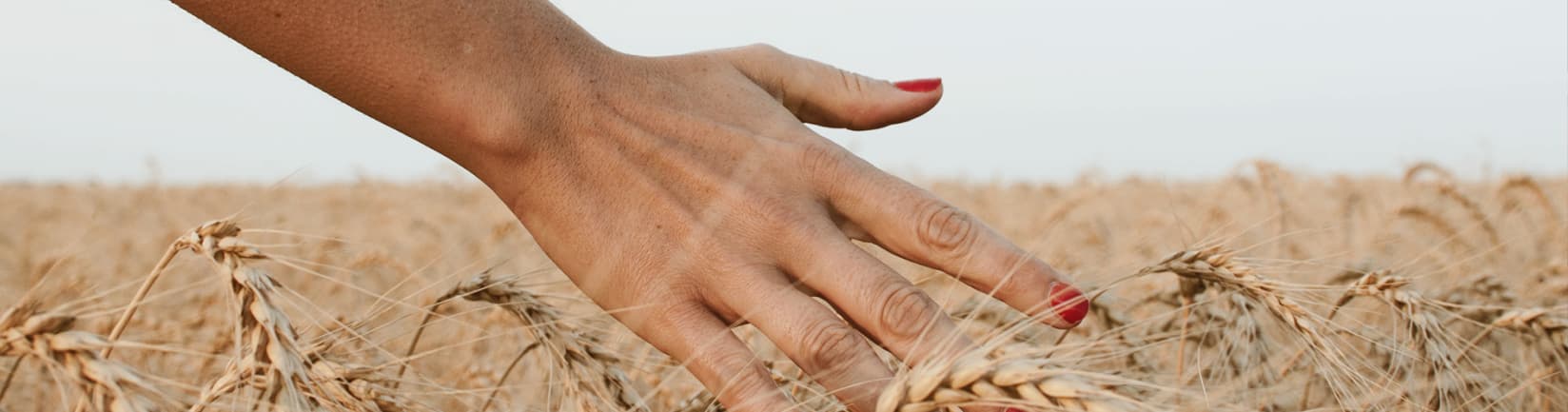 Hand berührt Ähren auf einem Getreidefeld