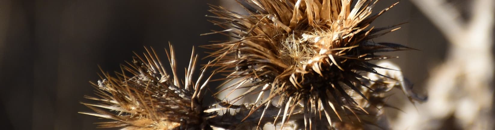 Nahaufnahme einer getrockneten Distel